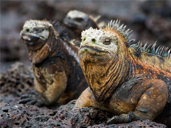 Galapagos cruise holiday