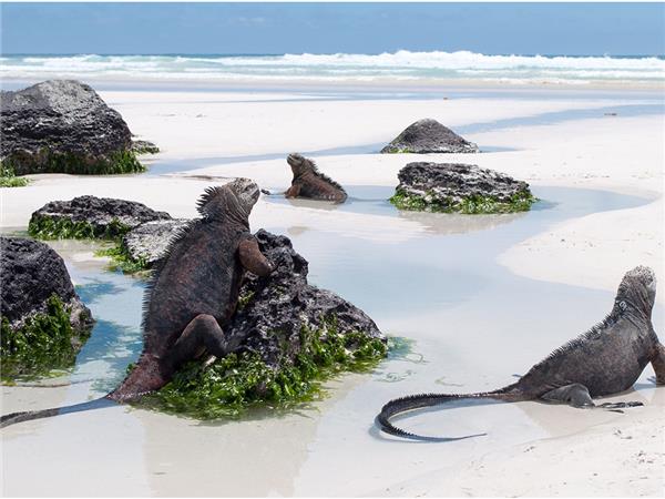 Galapagos cruise holiday