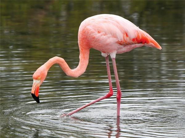 Galapagos and Inca Trail tour