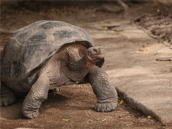 Galapagos and Inca Trail tour