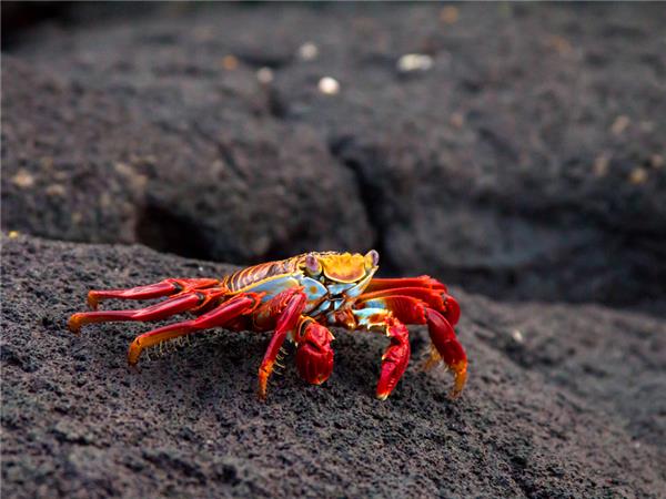 Galapagos family holiday