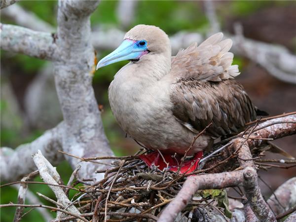 Galapagos family holiday