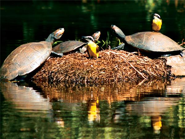 Peru Amazon tour, 4 days