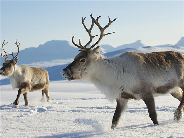 Finnish Lapland adventure holiday-