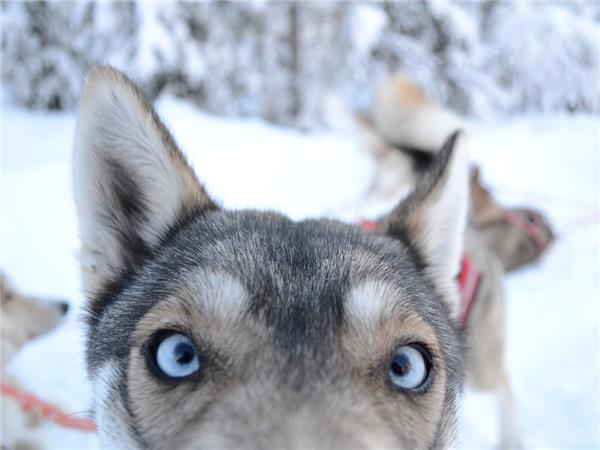Finnish Lapland adventure holiday-
