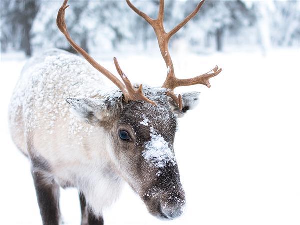 Finnish Lapland adventure holiday-