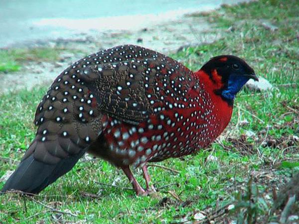 Bird watching tour in Bhutan