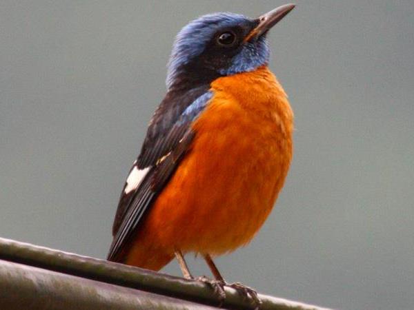 Bird watching tour in Bhutan