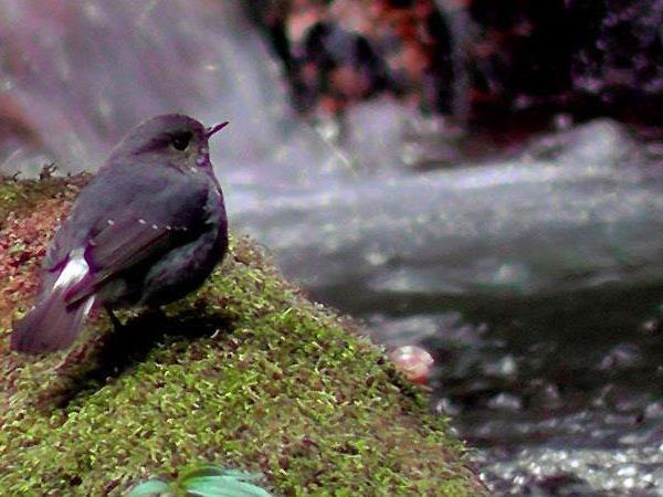 Bird watching tour in Bhutan