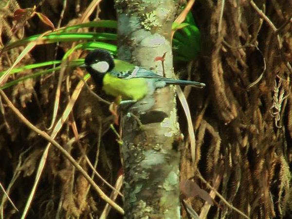 Bird watching tour in Bhutan