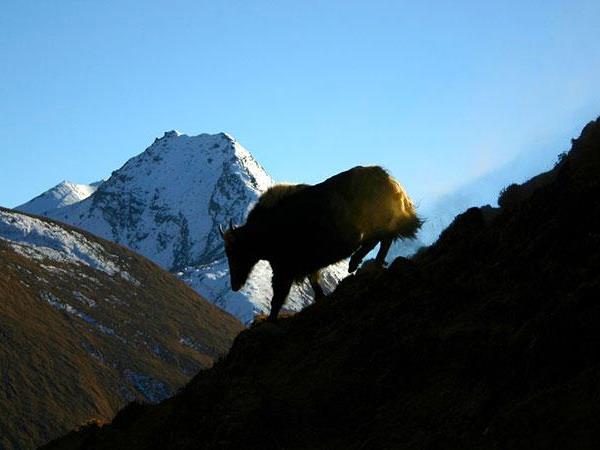 Gangtey trekking tour, Bhutan