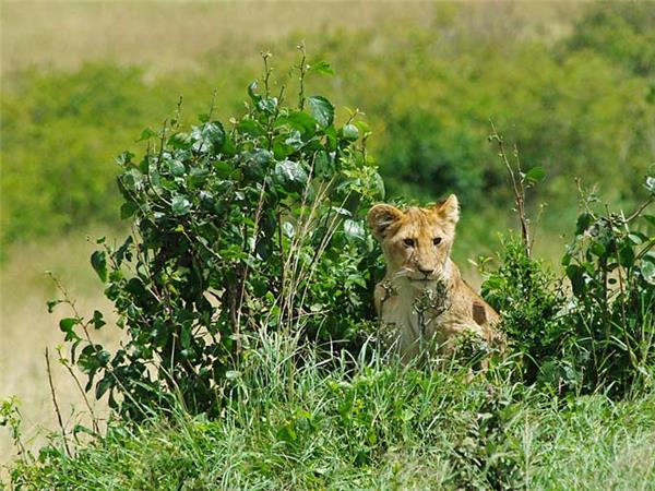 Gorilla safari & the Masai Mara