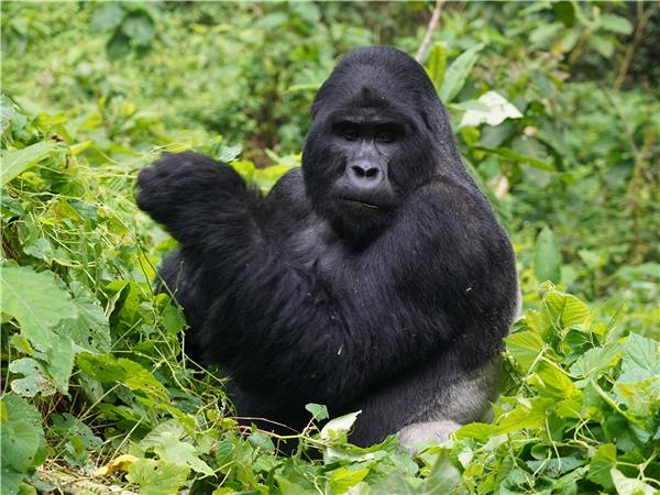 Gorilla safari & the Masai Mara