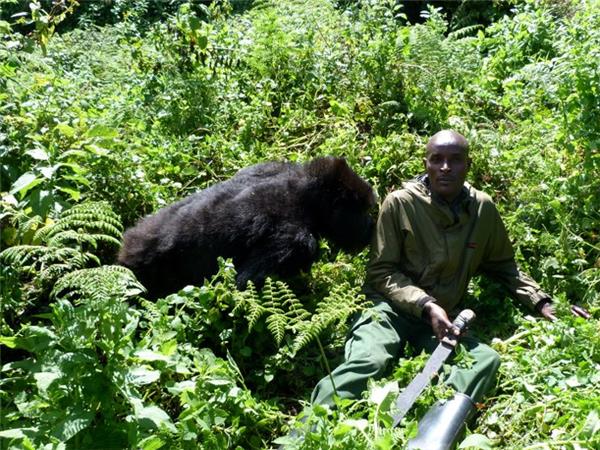 Gorilla safari & the Masai Mara