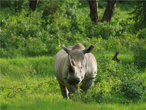 Gorilla safari & the Masai Mara