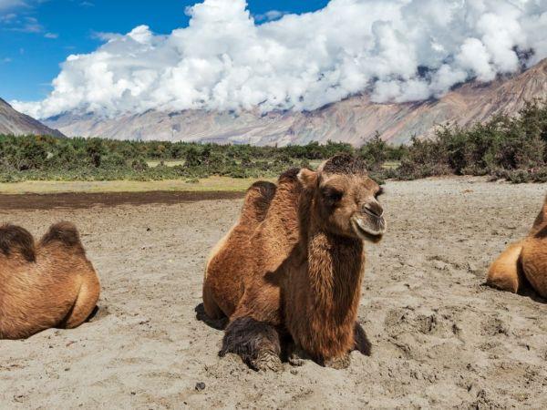 Ladakh adventure holiday, India