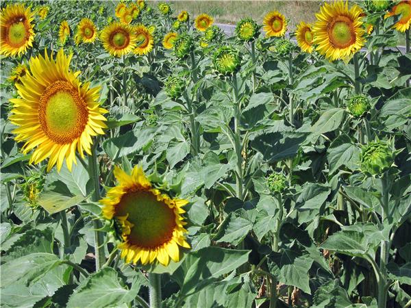 Tuscany tours, walking and wine tasting in Italy
