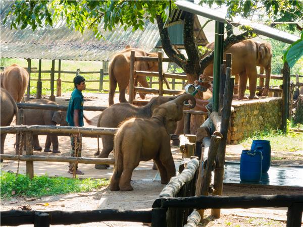 Sri Lanka culture and wildlife in comfort
