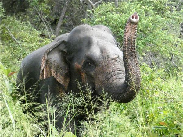 Sri Lanka culture and wildlife in comfort