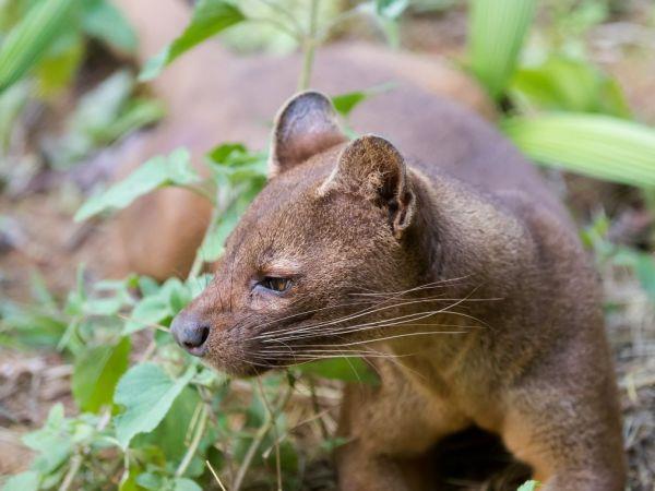 Madagascar holiday, overland adventure