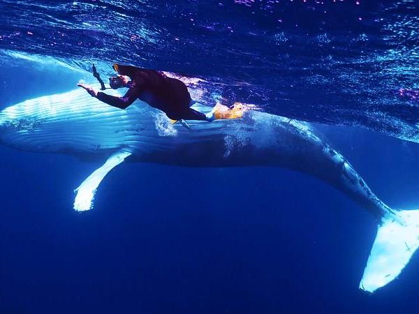 Budget Tonga holiday, swim with humpback whales
