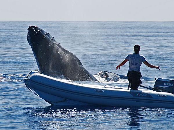 Budget Tonga holiday, swim with humpback whales