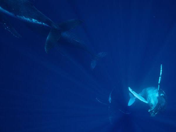 Budget Tonga holiday, swim with humpback whales