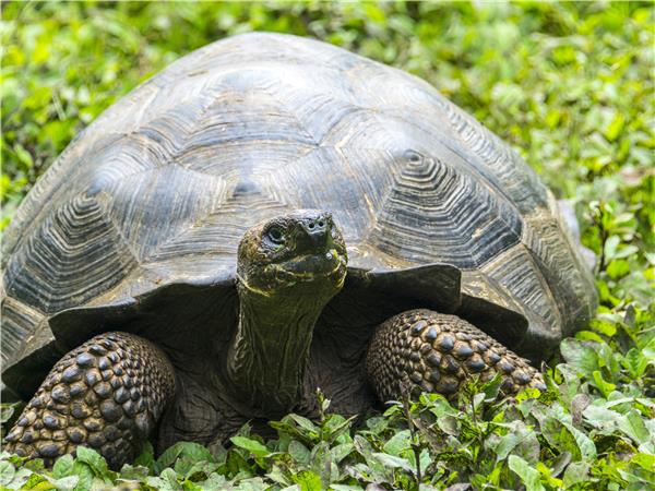 Island hopping holiday in the Galapagos