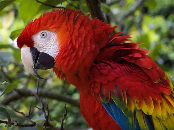 Inca trail & Amazon Rainforest holiday