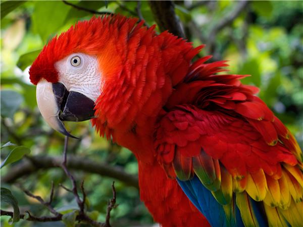 Inca trail & Amazon Rainforest holiday