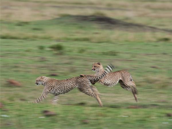 Kenya safari