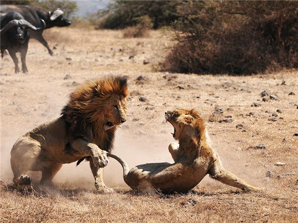 South African safaris for families with teenagers