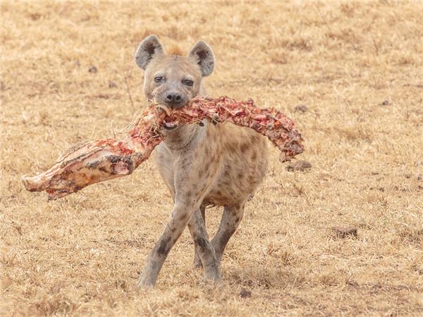 South African safaris for families with teenagers
