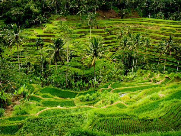Indonesia cycling holiday, Bali and Java