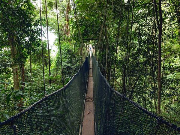 Borneo family holiday to see Orangutans