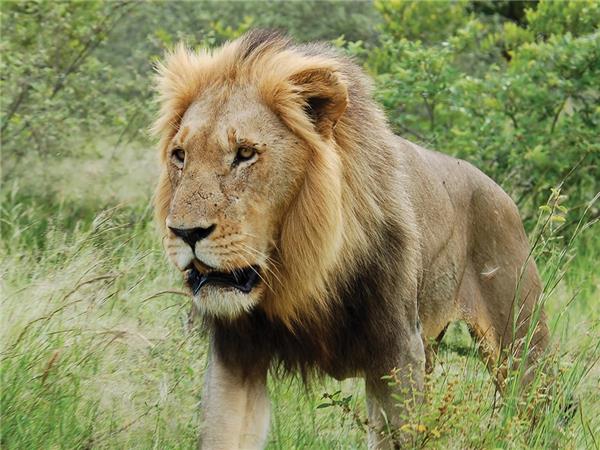 Premium Botswana small group holiday