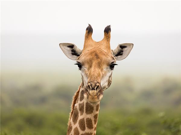 Premium Botswana small group holiday