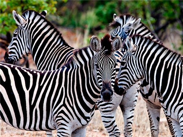 Premium Botswana small group holiday