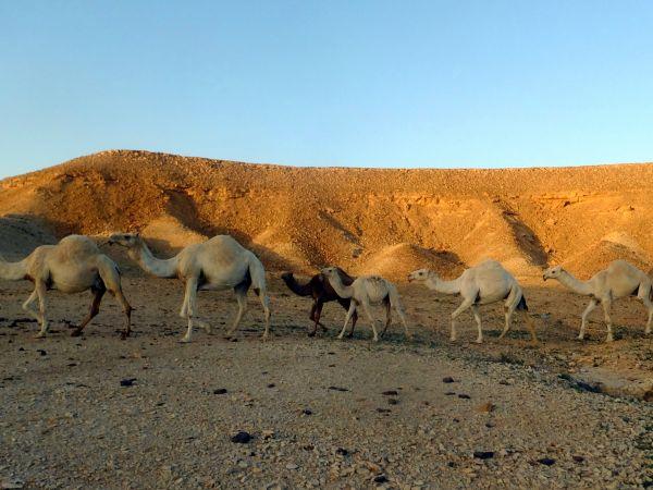 Saudi Arabia small group holiday