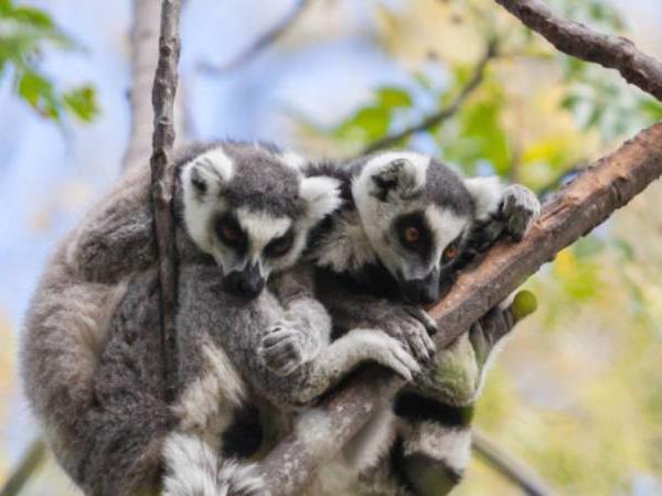 Madagascar adventure holiday, 21 days