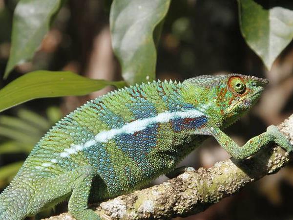 Madagascar adventure holiday, 21 days