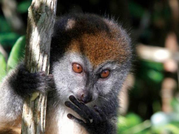 Madagascar wildlife small group tour