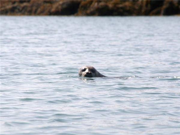 Sea kayaking holiday in the Scottish Highlands