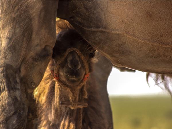 Mongolia Eagle Festival holiday