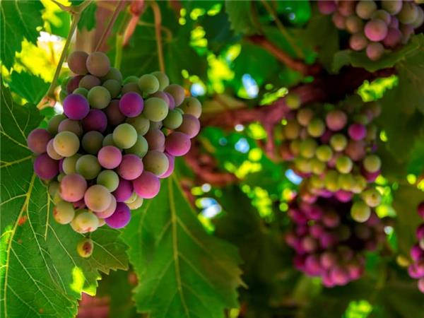 Loire Valley walking and wine holiday
