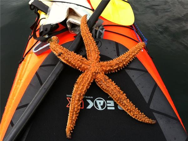 Atlantic Coast sea kayaking holiday in Scotland