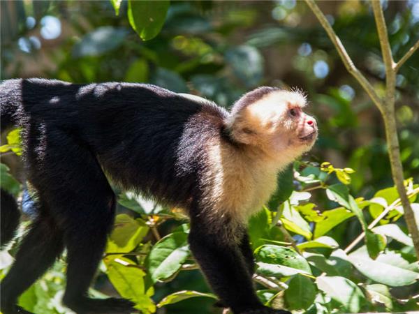Coast to Coast holiday in Costa Rica