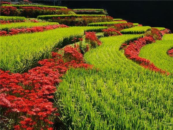 Southern Japan small group tour