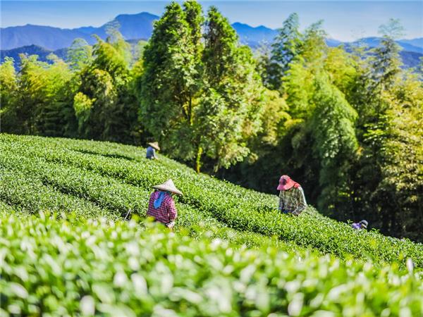 川田まみ 2008 JANUARY LIVE in TAIWAN 川田まみ 2008 JANUARY LIVE in TAIWAN 51MYT4YE2HL.jpg