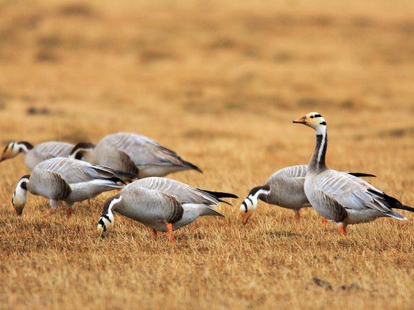 Mongolia eagle hunting festival holiday